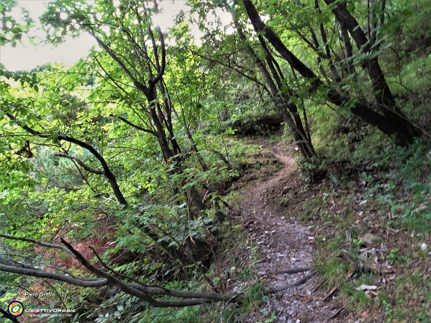 31 Cammino nel bosco al fresco dell'ombra oggi che fa caldo .JPG